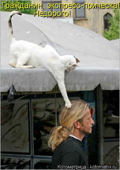 Котоматрица: Гражданин, экспресс-прическа!  Недорого!