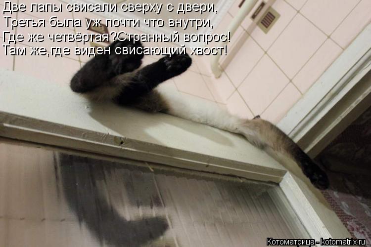 Котоматрица: Две лапы свисали сверху с двери, Третья была уж почти что внутри, Где же четвёртая?Странный вопрос! Там же,где виден свисающий хвост!