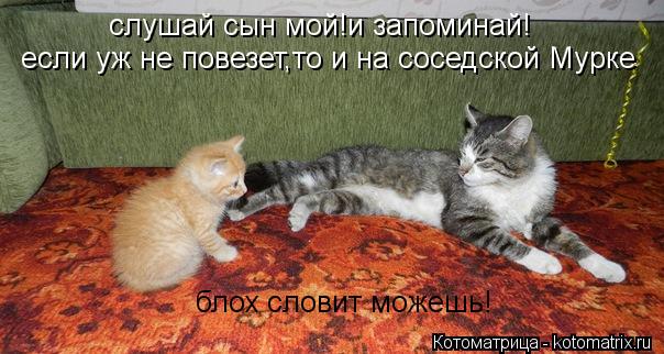 Котоматрица: слушай сын мой!и запоминай! если уж не повезет,то и на соседской Мурке блох словит можешь!