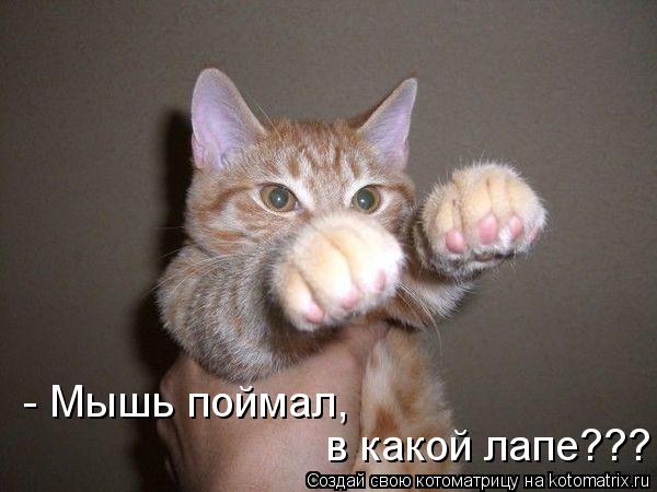 Котоматрица: в какой лапе??? - Мышь поймал,