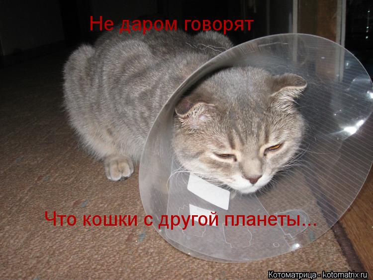 Не даром говорят Что кошки с другой планеты...... Котоматрица: Не даром говорят Что кошки с другой планеты...