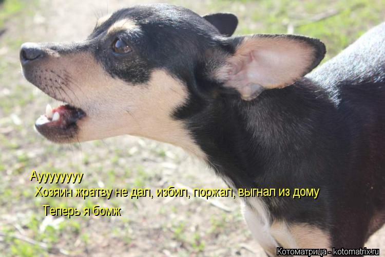 Котоматрица: Ауууууууу Хозяин жратву не дал, избил, поржал, выгнал из дому Теперь я бомж