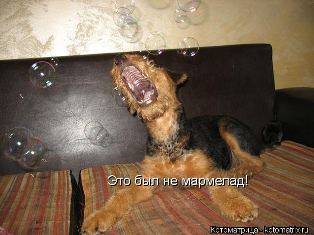 Котоматрица: Это был не мармелад!