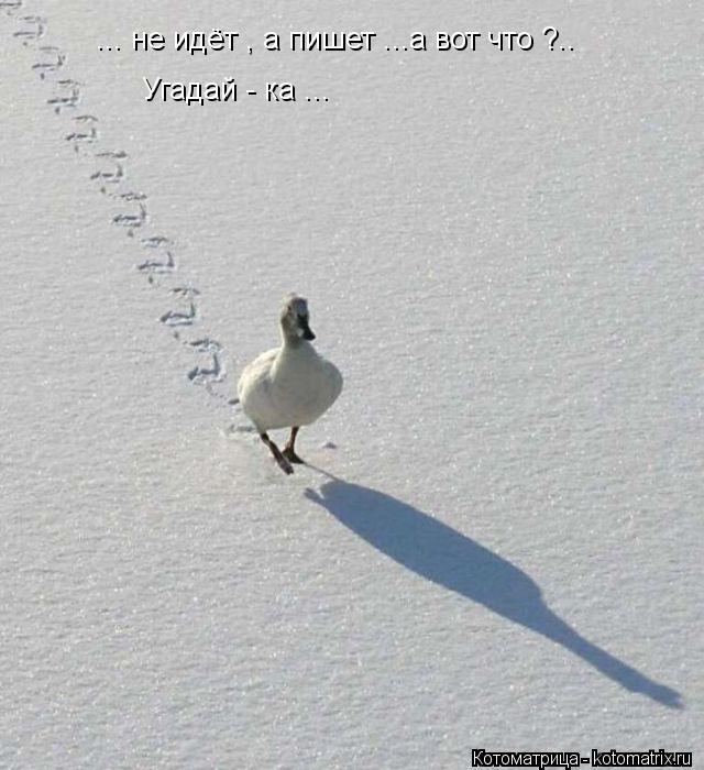 Котоматрица: ... не идёт , а пишет ...а вот что ?.. Угадай - ка ...