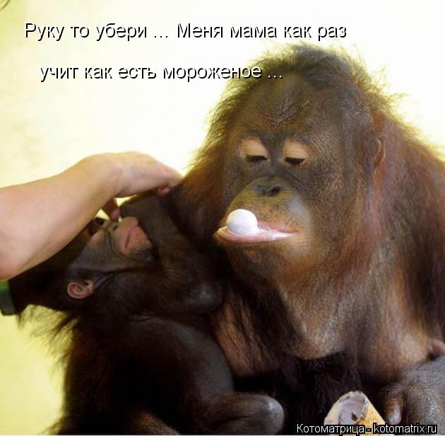 Котоматрица: Руку то убери ... Меня мама как раз учит как есть мороженое ...