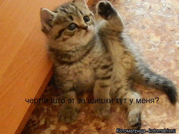Котоматрица: черт!и што эт за шишки тут у меня?