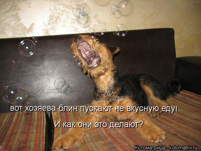 Котоматрица: вот хозяева блин пускают не вкусную еду И как они это делают? !