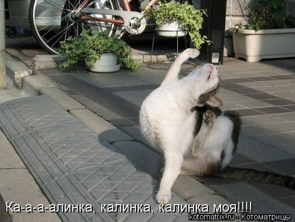 Котоматрица: Ка-а-а-алинка, калинка, калинка моя!!!!