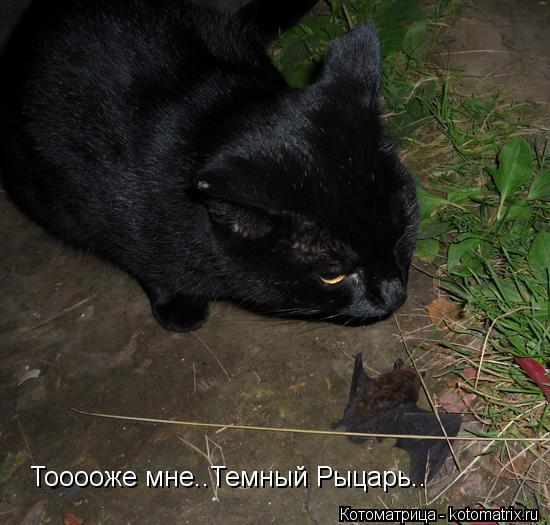 Котоматрица: Тооооже мне..Темный Рыцарь..
