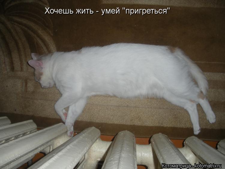 Котоматрица: Хочешь жить - умей "пригреться"