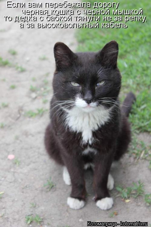 Котоматрица: Если вам перебежала дорогу  черная кошка с черной мышкой то дедка с бабкой тянули не за репку,  а за высоковольтный кабель
