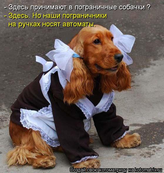 Котоматрица: - Здесь принимают в пограничные собачки ? - Здесь. Но наши пограничники на ручках носят автоматы.