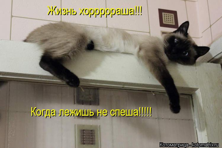 Котоматрица: Жизнь хоррррраша!!! Когда лежишь не спеша!!!!!
