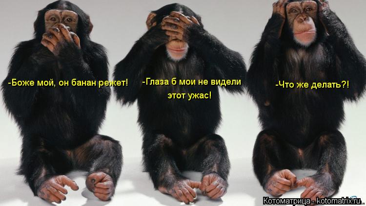 -Боже мой, он банан режет! -Глаза б мои не видели этот ужас! -Что же делать?!... Котоматрица: -Боже мой, он банан режет! -Глаза б мои не видели этот ужас! -Что же делать?!