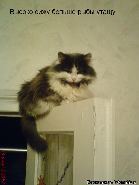 Котоматрица: Высоко сижу больше рыбы утащу