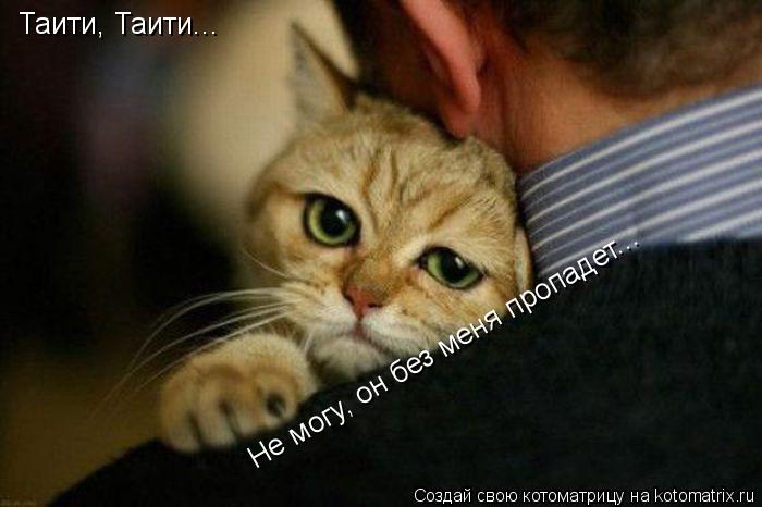 Котоматрица: Таити, Таити... Не могу, он без меня пропадет...