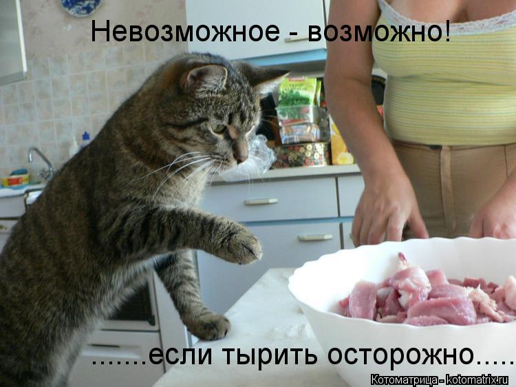 Котоматрица: Невозможное - возможно! .......если тырить осторожно.....