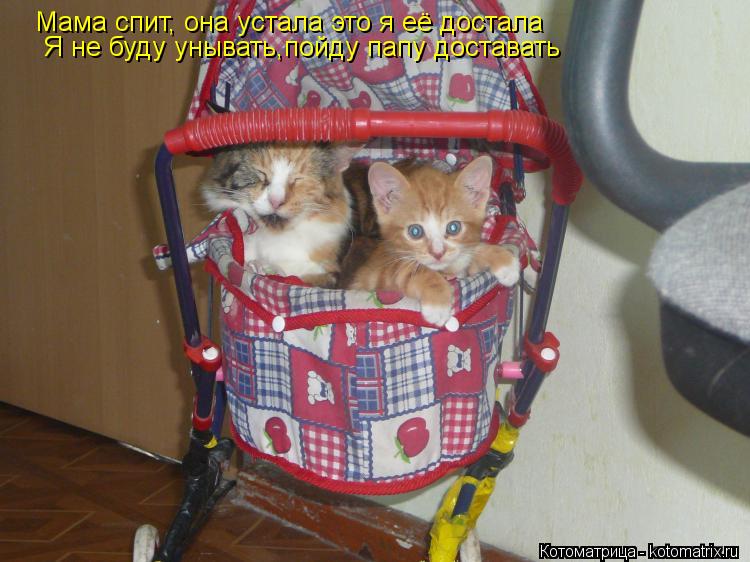 Котоматрица: Мама спит, она устала это я её достала Я не буду унывать,пойду папу доставать