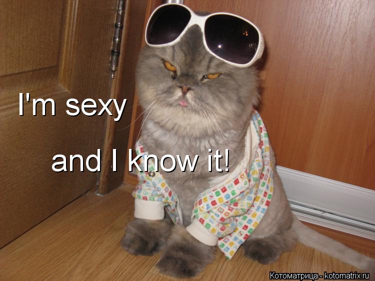 Котоматрица: I'm sexy and I know it!