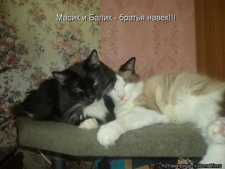 Котоматрица: Масик и Балик - братья навек!!!
