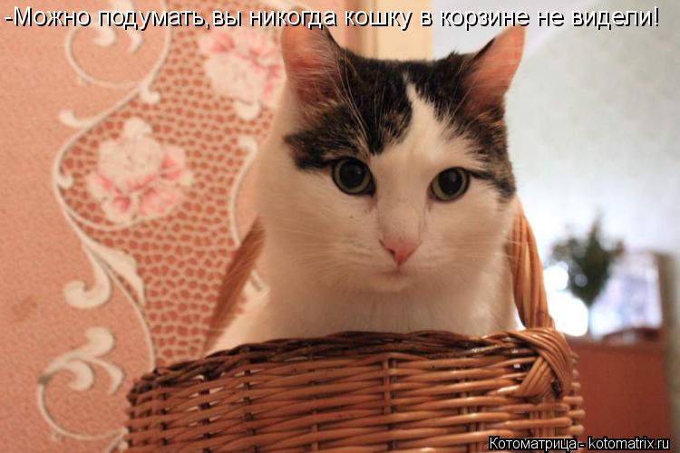Котоматрица: -Можно подумать,вы никогда кошку в корзине не видели!