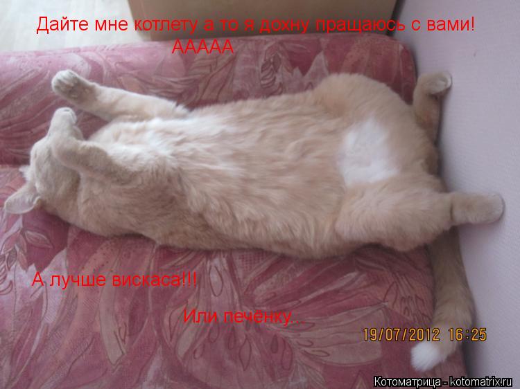 Котоматрица: Дайте мне котлету а то я дохну пращаюсь с вами! ААААА А лучше вискаса!!! Или печёнку...