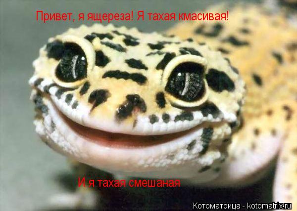 Котоматрица: Привет, я ящереза! Я тахая кмасивая! И я тахая смешаная