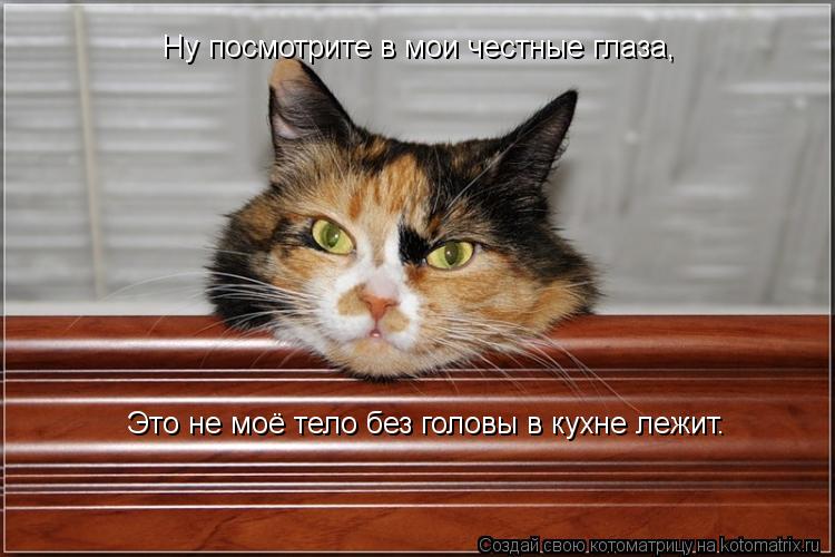 Ну посмотрите в мои честные глаза, Это не моё тело без головы в кухне лежит.... Котоматрица: Ну посмотрите в мои честные глаза, Это не моё тело без головы в кухне лежит.