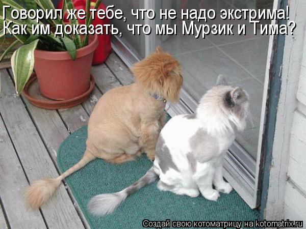 Котоматрица: Говорил же тебе, что не надо экстрима! Как им доказать, что мы Мурзик и Тима?