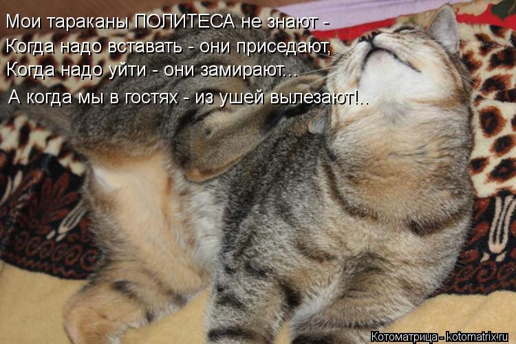 Котоматрица: Мои тараканы ПОЛИТЕСА не знают - Когда надо вставать - они приседают, Когда надо уйти - они замирают... А когда мы в гостях - из ушей вылезают!..