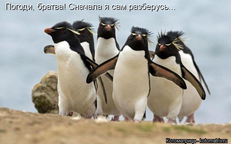 Котоматрица: Погоди, братва! Сначала я сам разберусь...