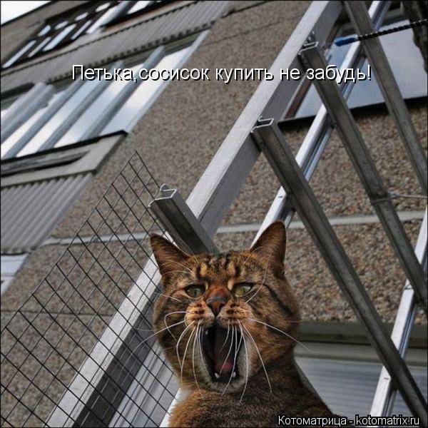 Котоматрица: Петька,сосисок купить не забудь!
