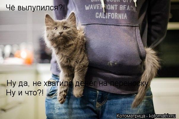 Котоматрица: Чё вылупился?! Ну да, не хватило денег на переноску. Ну и что?!