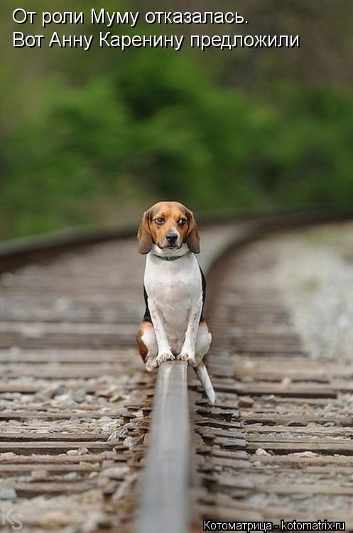 Котоматрица: От роли Муму отказалась. Вот Анну Каренину предложили