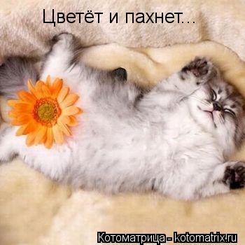 Котоматрица: Цветёт и пахнет...