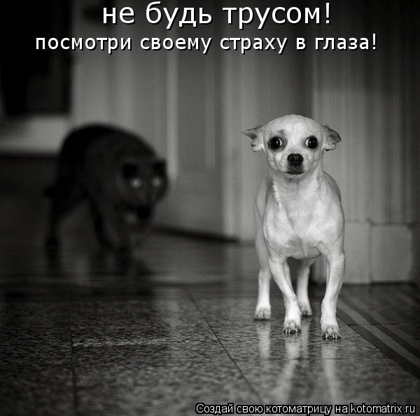 Котоматрица: не будь трусом!  посмотри своему страху в глаза!