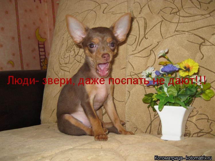 Котоматрица: Люди- звери, даже поспать не дают!!!