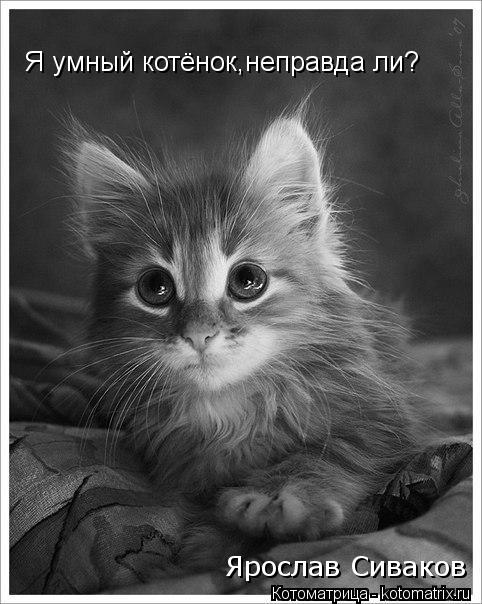 Котоматрица: Я умный котёнок,неправда ли? Ярослав Сиваков