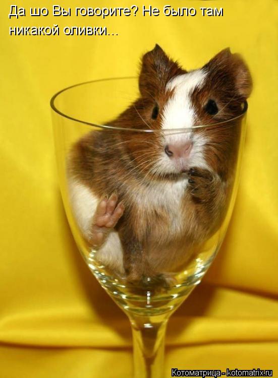 Да шо Вы говорите? Не было там никакой оливки...... Котоматрица: Да шо Вы говорите? Не было там никакой оливки...