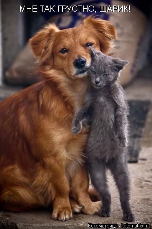 МНЕ ТАК ГРУСТНО, ШАРИК!... Котоматрица: МНЕ ТАК ГРУСТНО, ШАРИК!