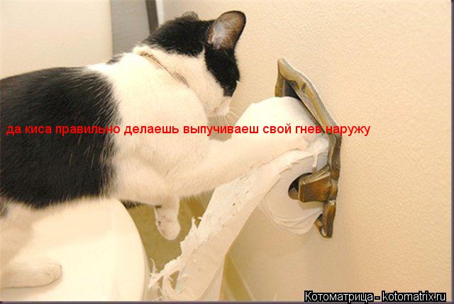 Котоматрица: да киса правильно делаешь выпучиваеш свой гнев наружу
