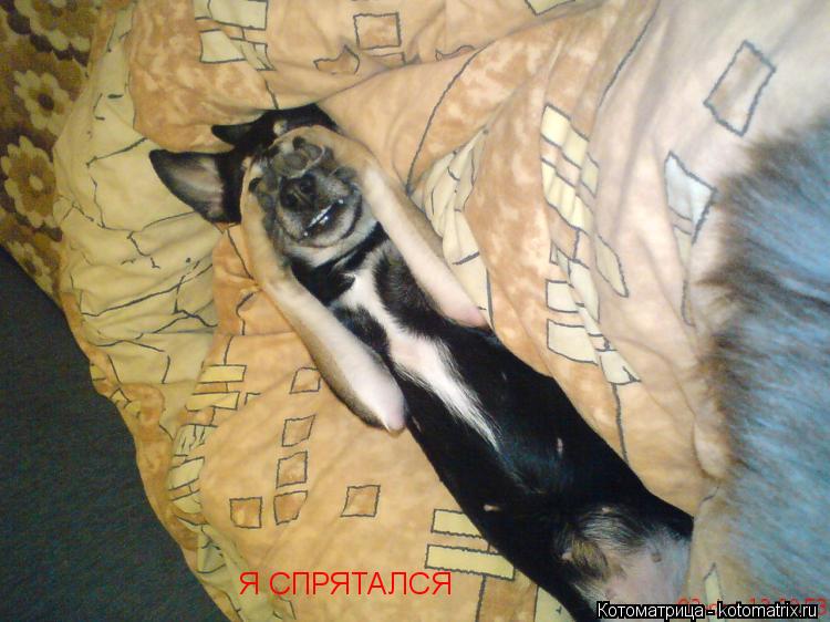 Котоматрица: Я СПРЯТАЛСЯ, МЕНЯ НЕТ Я СПРЯТАЛСЯ