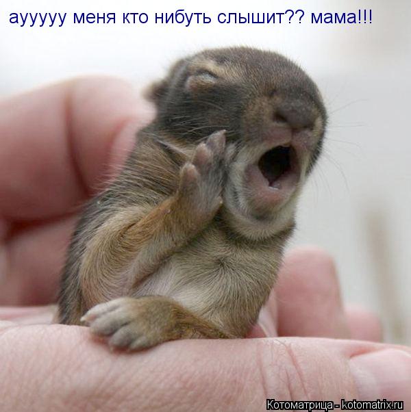 аууууу меня кто нибуть слышит?? мама!!!... Котоматрица: аууууу меня кто нибуть слышит?? мама!!!