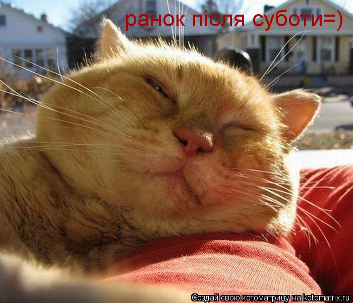 Котоматрица: ранок після суботи=)