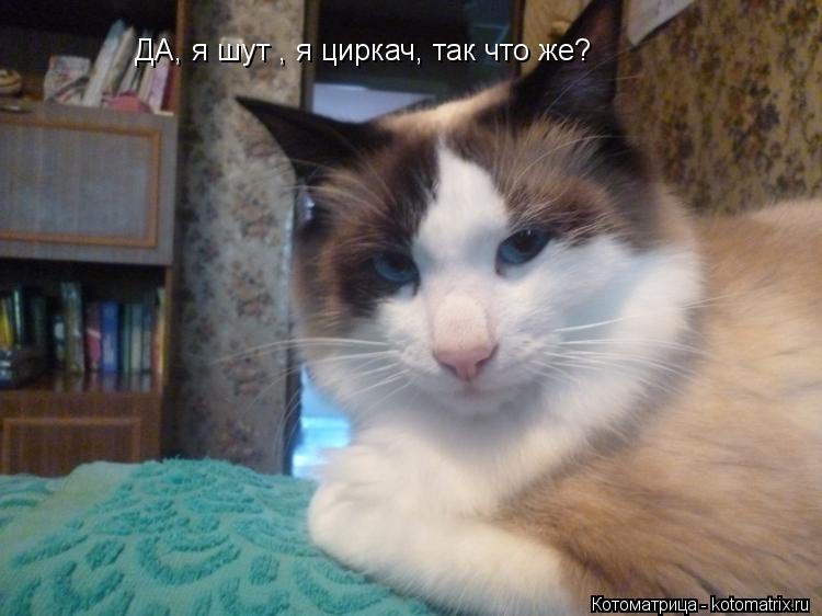 Котоматрица: ДА, я шут , я циркач, так что же?