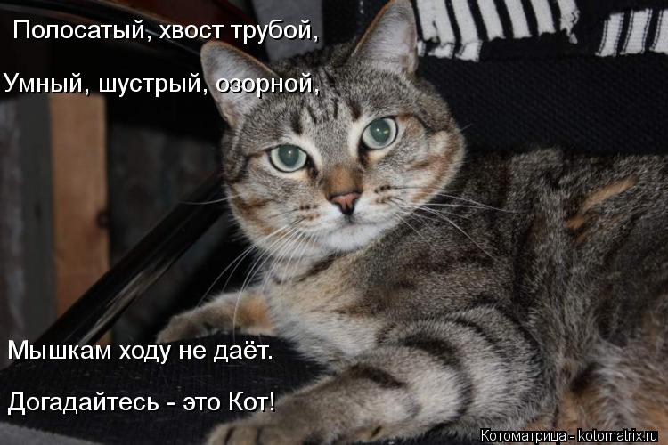 Котоматрица: Полосатый, хвост трубой, Умный, шустрый, озорной, Мышкам ходу не даёт. Догадайтесь - это Кот!