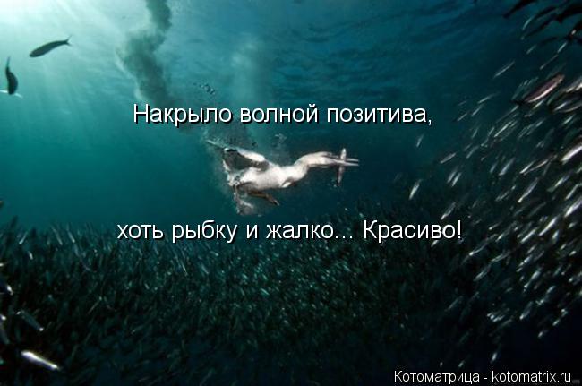 Котоматрица: Накрыло волной позитива, хоть рыбку и жалко... Красиво!
