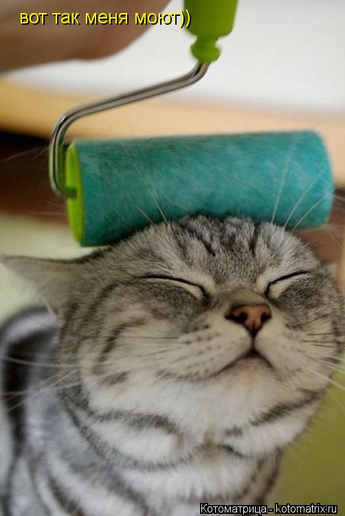 Котоматрица: вот так меня моют))
