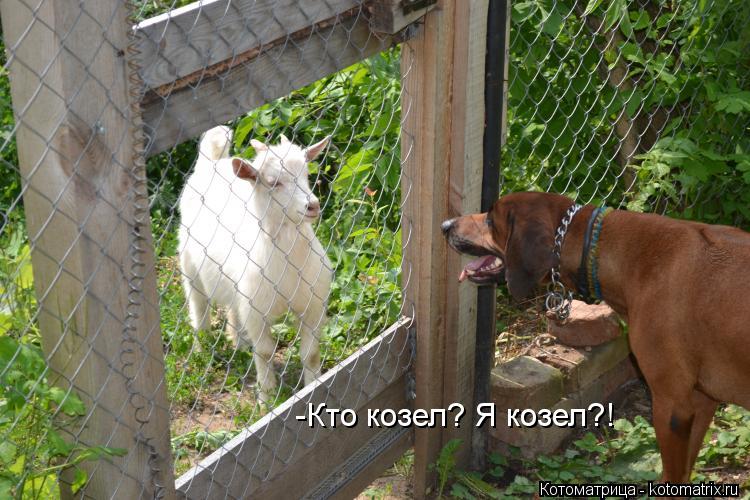-Кто козел? Я козел?!... Котоматрица: -Кто козел? Я козел?!
