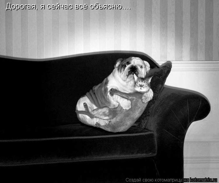 Котоматрица: Дорогая, я сейчас всё объясню....